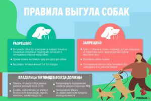 vigul-sobak-1024x683